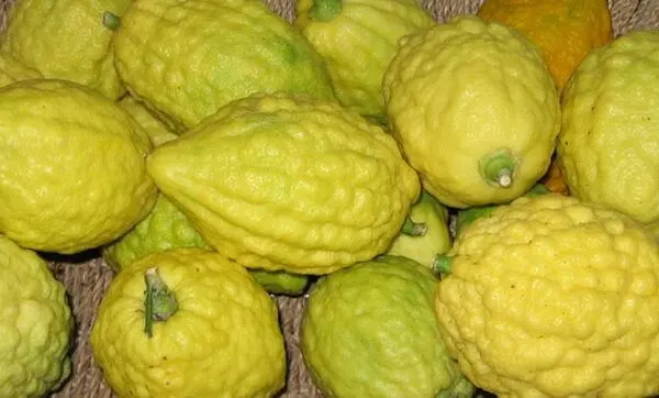 Where Is the Word "Etrog" Hidden in Tehillim